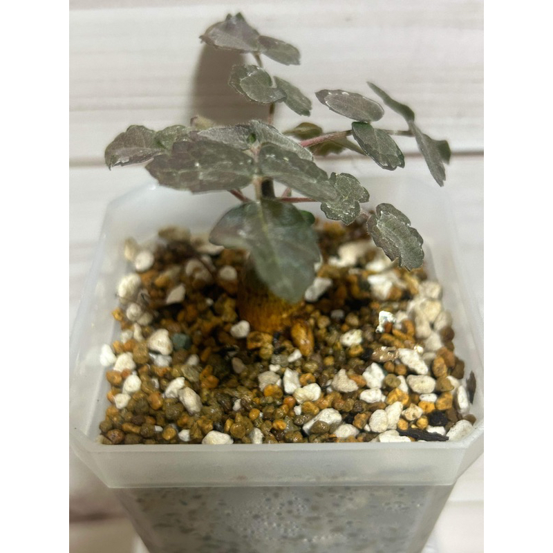 黧乳香Boswellia rivae 多肉植物/塊根/稀少植物培育販售 | 蝦皮購物