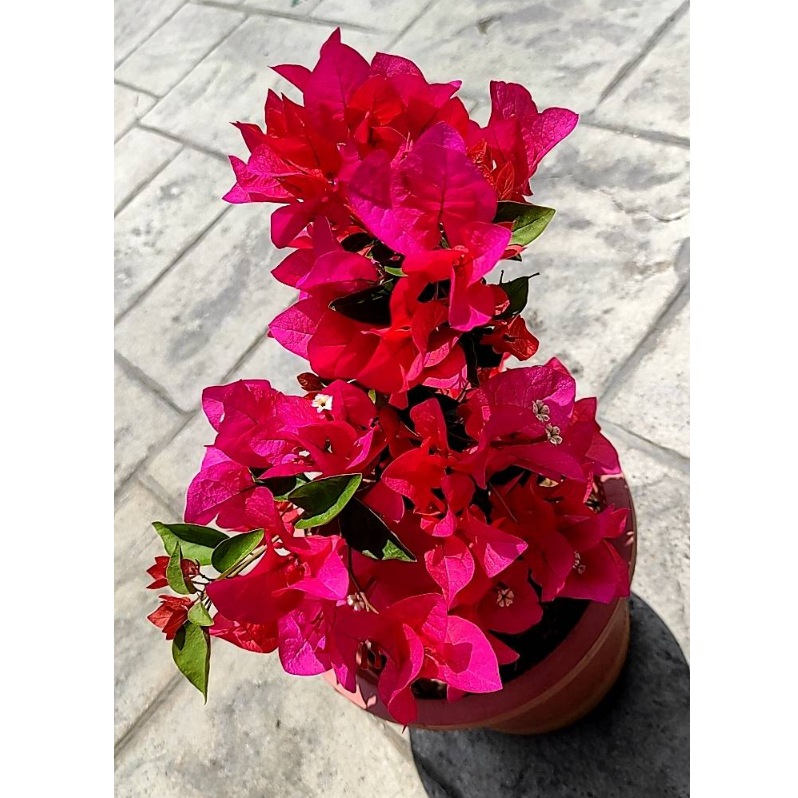 紅梅 盆栽　赤花 特殊品種7吋大盆<金心台北紅紫/透紫轉紅/玫瑰紅光譜>唯美仙系九重葛
