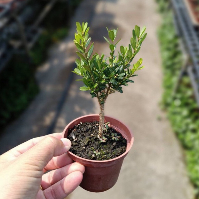 【La Forêt 植物專賣】金柳/黃楊木 / 3吋盆栽 / 療癒小物 / 居家盆栽 / 觀葉植物 / 網紅植栽 | 蝦皮購物