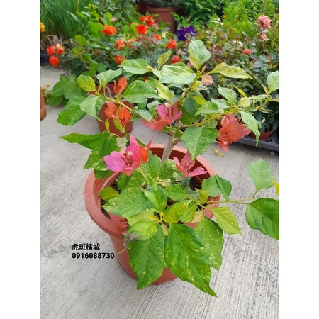 虎斑檳城 7吋盆