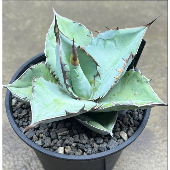 🌵✧植得栽✦【鯊魚劍嚴龍】Agave titanota 'shark' 鯊魚 龍舌蘭 Agave Maguey 龍蛇