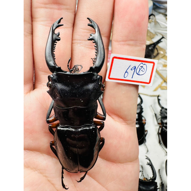 ピコピコ 一角蟲皇帝ガオーグ 黒成形