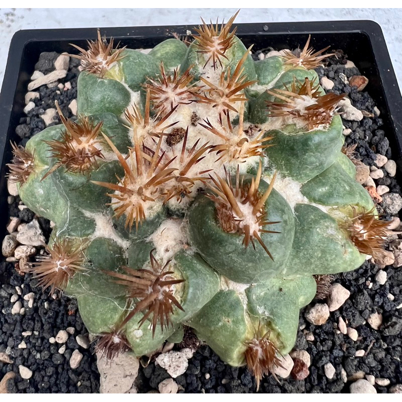刺綴象牙丸/象牙丸刺座綴化/頂花球屬Coryphantha elephantidens f. montrose | 蝦皮購物