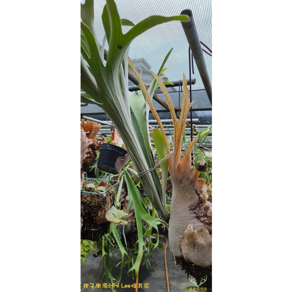 鹿鹿好可愛 🦌🌱 精品鹿角蕨🌱P.veitchii wild Aus 野澳銀鹿角蕨 孢子播孢盆 /多肉/觀葉植物/塊根