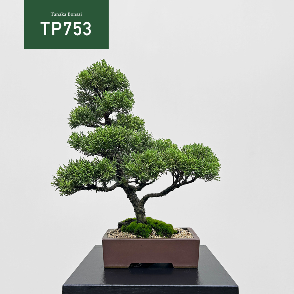 Tanaka Bonsai】TP753 紀州真柏/鐵柏盆景｜松柏盆栽| 蝦皮購物