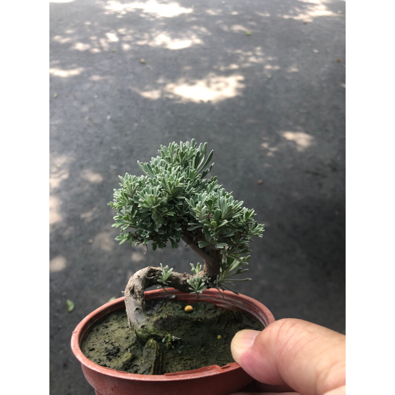 盆栽・水石用　卓　台座　廣秀作　盆栽　水石　小卓　盆栽台 花台 飾台 木製 盆栽・水石用 卓 台座 廣秀作 盆栽 水石 小卓 盆栽台 花台 飾台