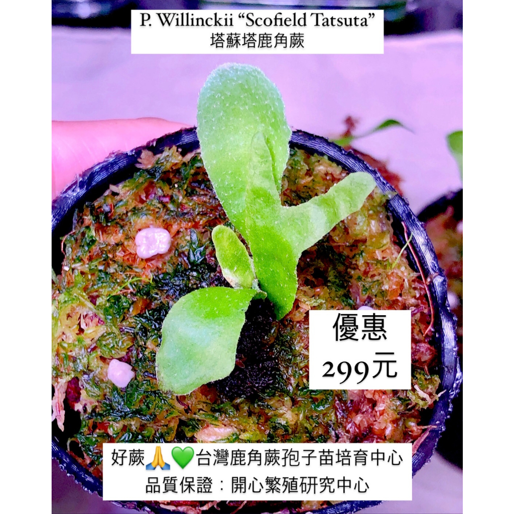 🌈 塔蘇塔鹿角蕨P. Willinckii “Scofield Tatsuta”，2寸盆孢子苗