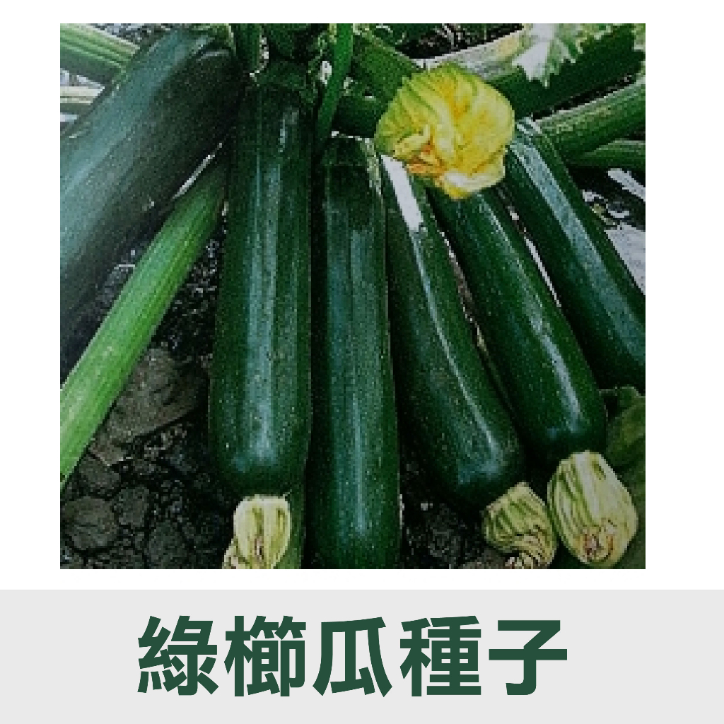 【花園城堡】種子 夏南瓜 櫛瓜種子 綠櫛瓜 黃櫛瓜 黃球櫛瓜 綠球櫛瓜 白球櫛瓜 蔬果種子 蔬菜種子 | 蝦皮購物