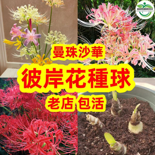 shipyaari.com - 円高還元 彼岸花球根 100球 植物/観葉植物 価格比較