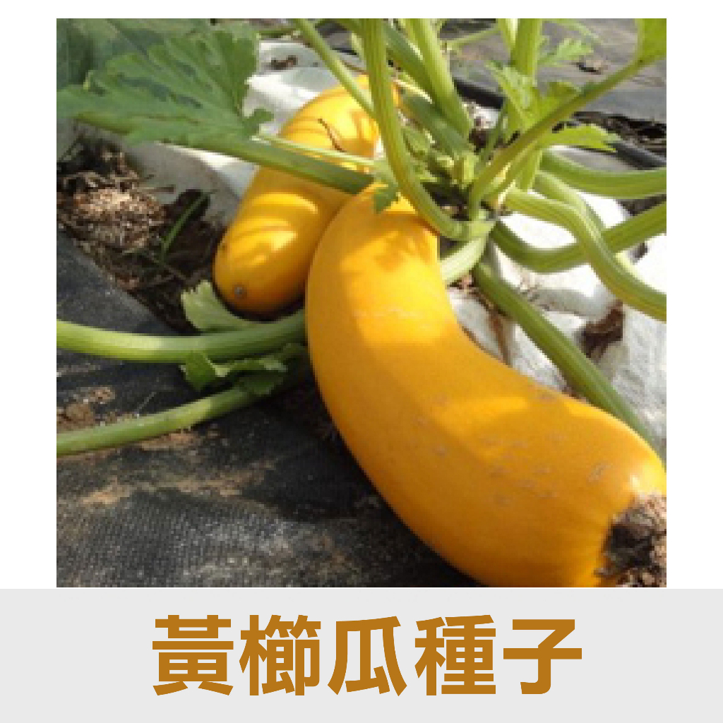 【花園城堡】種子 夏南瓜 櫛瓜種子 綠櫛瓜 黃櫛瓜 黃球櫛瓜 綠球櫛瓜 白球櫛瓜 蔬果種子 蔬菜種子 | 蝦皮購物