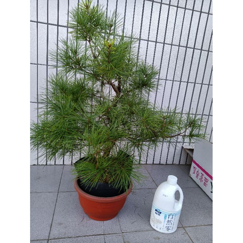 五葉松盆栽苗木花苗庭園盆栽| 蝦皮購物