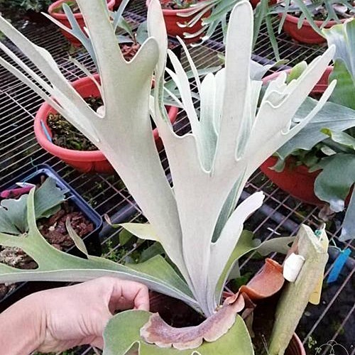 二叉交銀鹿P (veitchii × bifurcatum)'white & shine' 二叉x銀鹿白帥帥