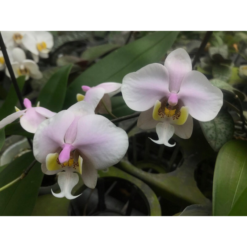 芃程蘭舍】 Phal. (schilleriana x philippinensis) 西菲蝴蝶蘭1.7吋實