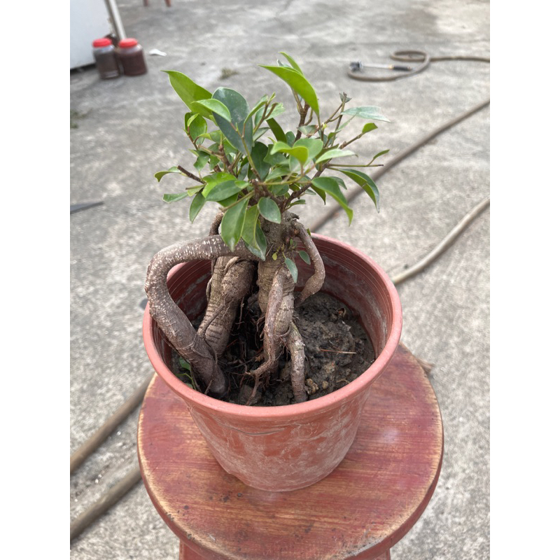 芯喜園-榕樹～～祼根（辟邪綠蔭） | 蝦皮購物