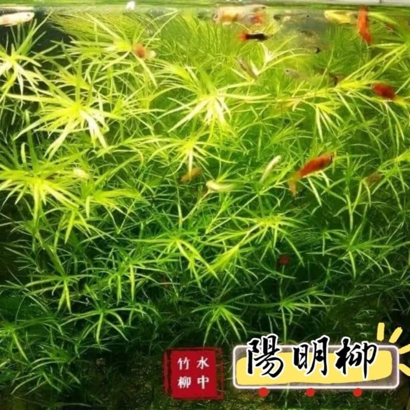 🌿 陽明柳 竹節草 小竹節 水中竹柳 水生植物 魚缸水草 陰性水草 真水草 枝節生長 戶外生態池 | 蝦皮購物