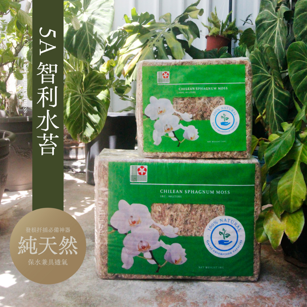 【0123.studio】現貨 智利水苔 水草 五星特A等級 育苗 發根 上柱 水苔柱 蕨類 鹿角蕨 蘭花 觀葉植物