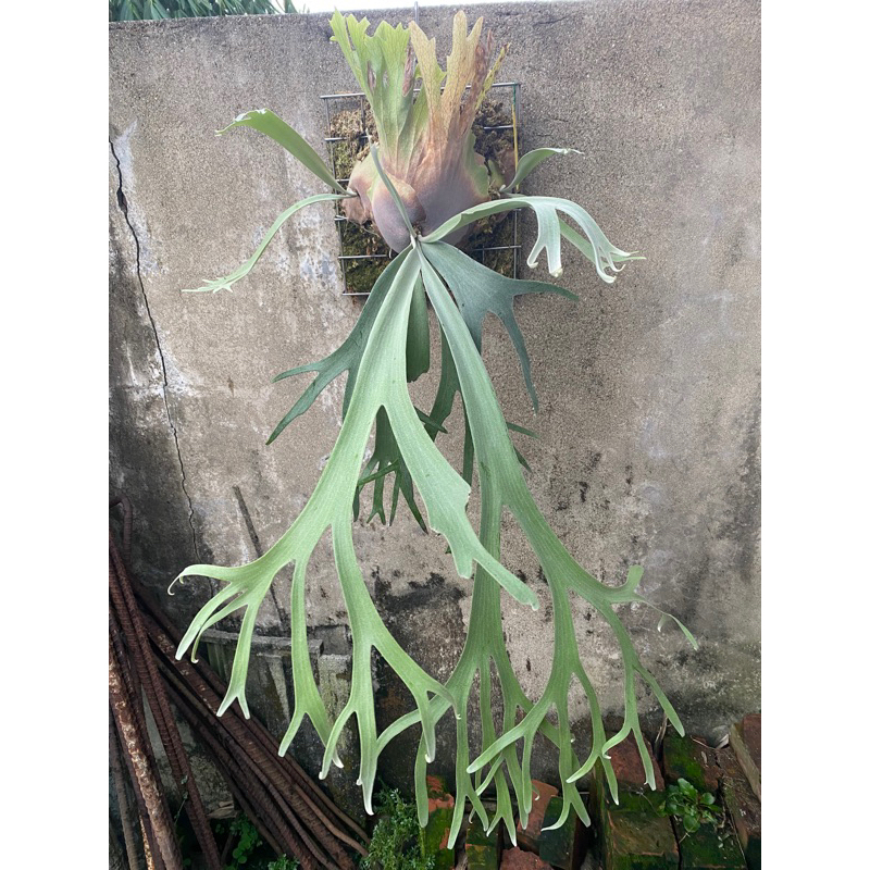 Anapat #9 中株（Yahoo!オークション - P. willinckii 'Anapat