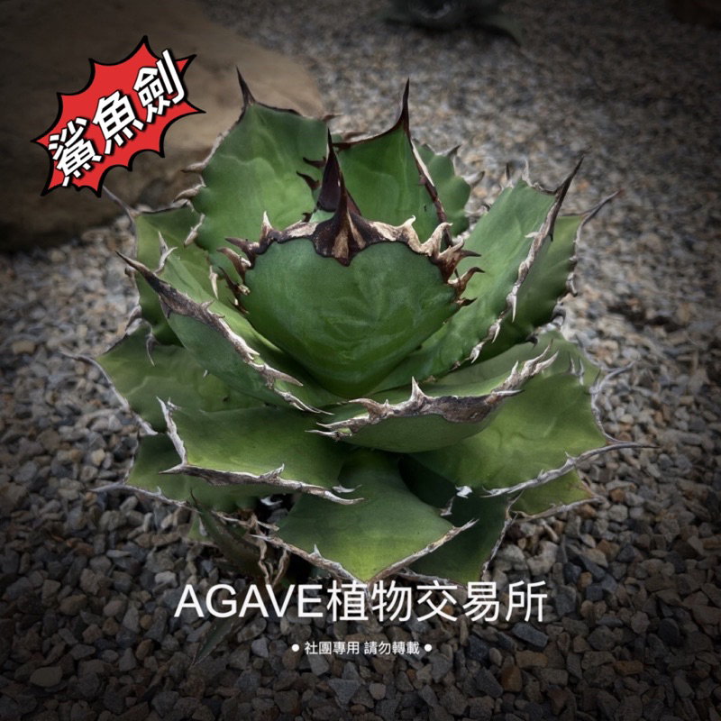 鯊魚劍(販售側芽) 非TC組織苗龍舌蘭AGAVE | 蝦皮購物