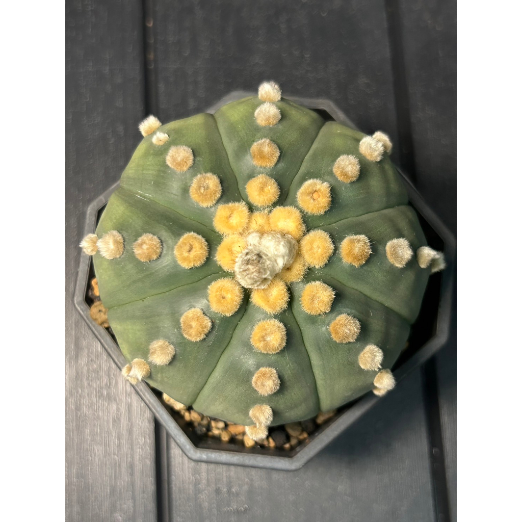 連星大疣瑠璃兜 特大大疣 多肉植物星球屬大疣琉璃