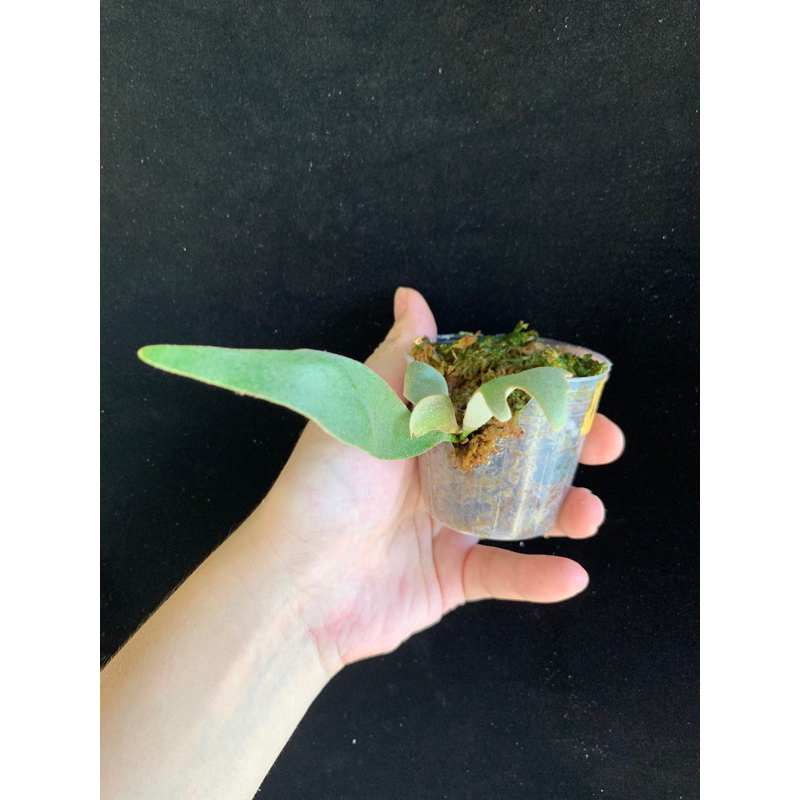 2022超人気 willinckii P. silvery 子株 dwarf 植物/観葉植物