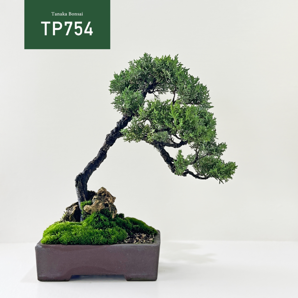 Tanaka Bonsai】TP754 紀州真柏/鐵柏盆景｜松柏盆栽| 蝦皮購物