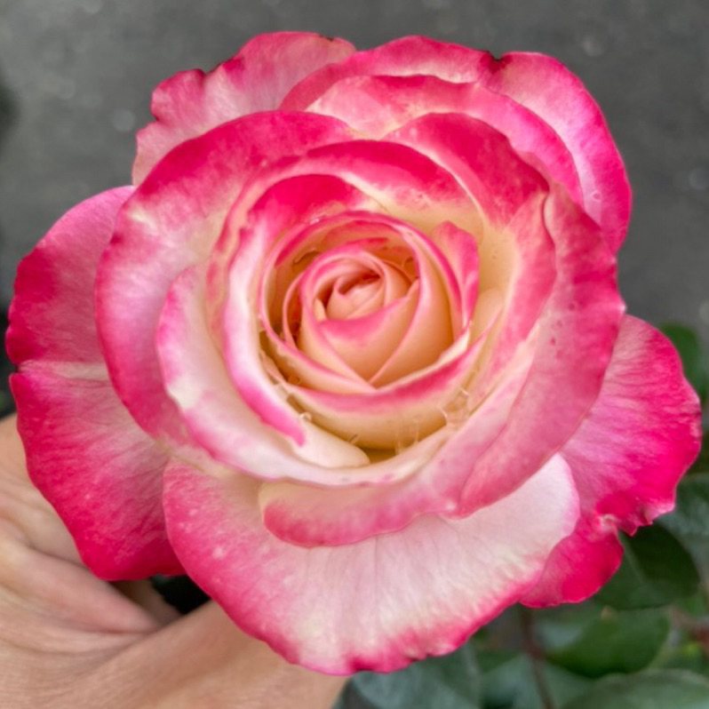 玫瑰花園- 優惠推薦- 2024年2月| 蝦皮購物台灣