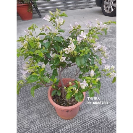 丁香美人 7吋盆