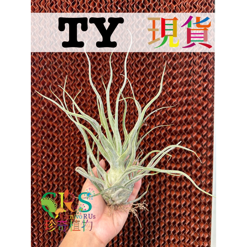 半額商品 Tillandsia Ty - 観葉植物