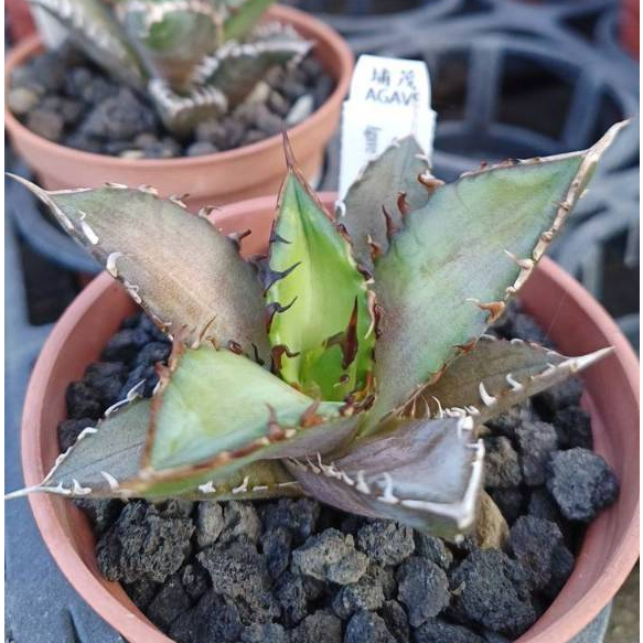 埔茂花市】✦3吋紅貓嚴龍穩根龍舌蘭潮流植物Agave titanota 'red