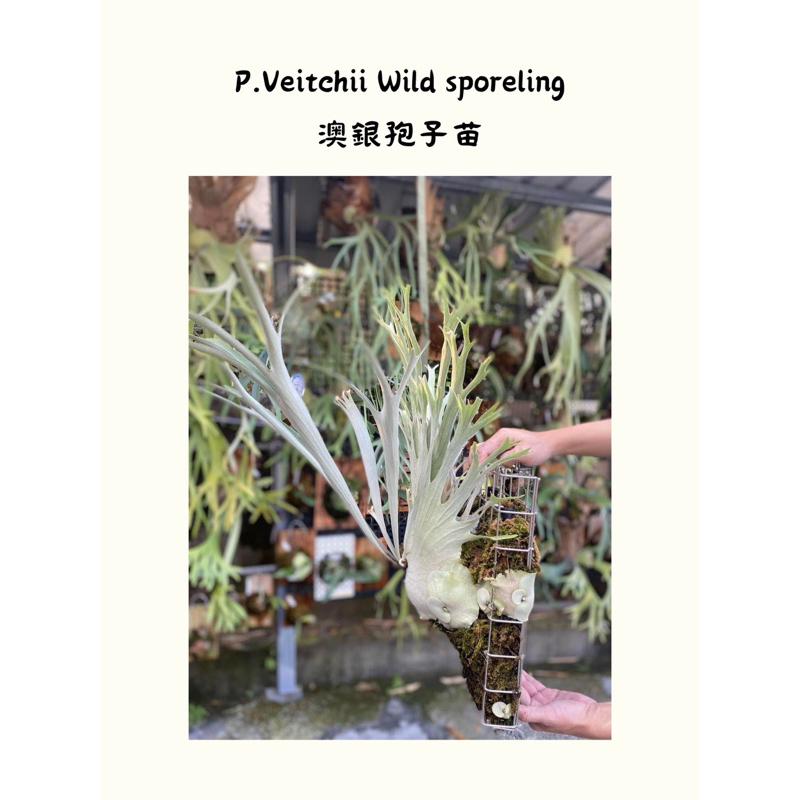 鹿角蕨｜澳銀孢子苗｜P.Veitchii Wild sporeing｜