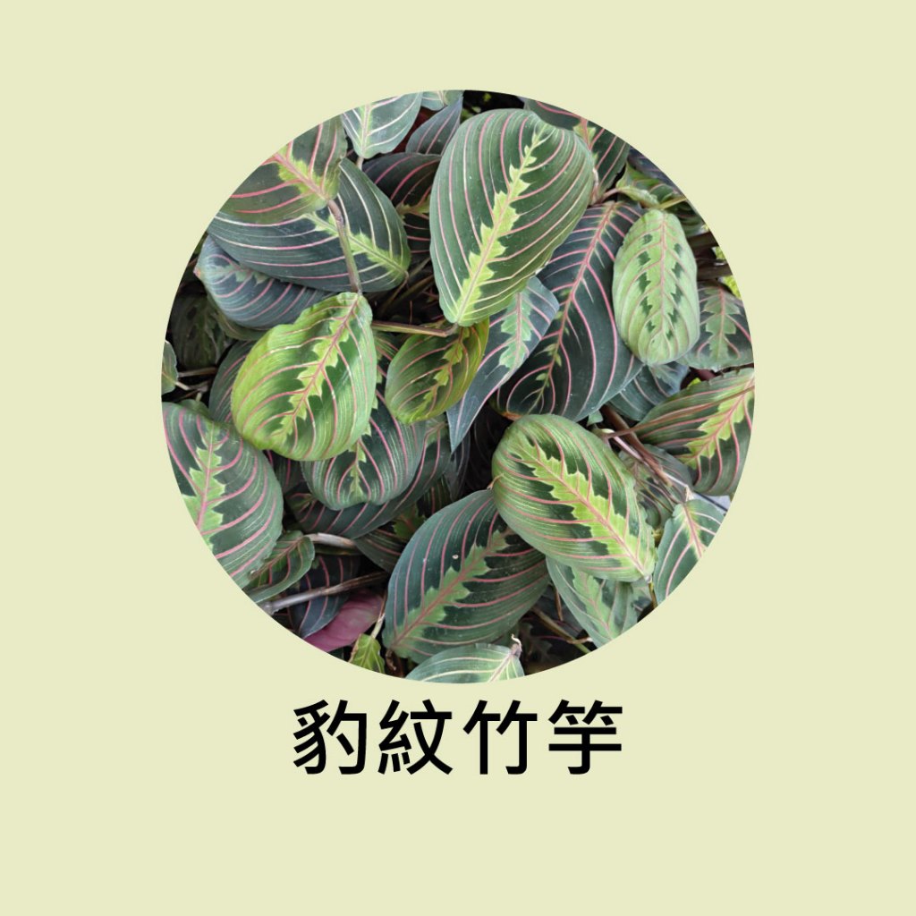 [碧路蘭旅]紅脈豹紋竹竽 5吋盆 室內盆栽 室內美化 耐陰 | 蝦皮購物