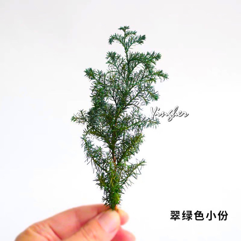 綜合綠葉永生DIY配材系列 綿密感聖誕樹 雪松 帶果扁柏 杜松 松枝 白雪覆蓋 芳療新寵兒 帶果扁柏葉 耶誕藤圈花圈花環 | 蝦皮購物