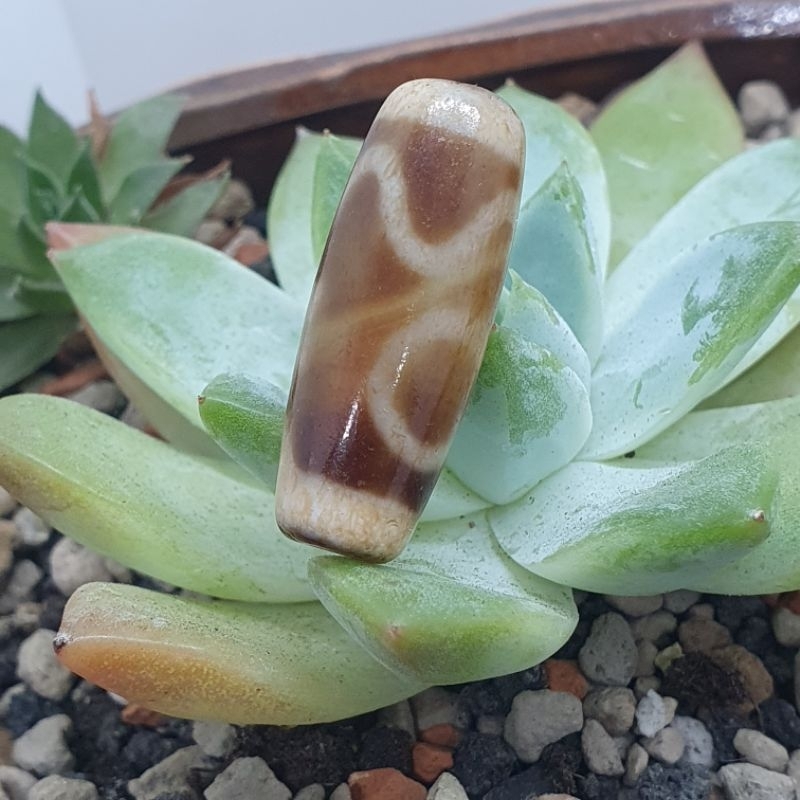 DZ1126雪域天珠增息懷誅壇城天珠紅瑪瑙度母天珠.雪域白肉虎牙.藏式老天