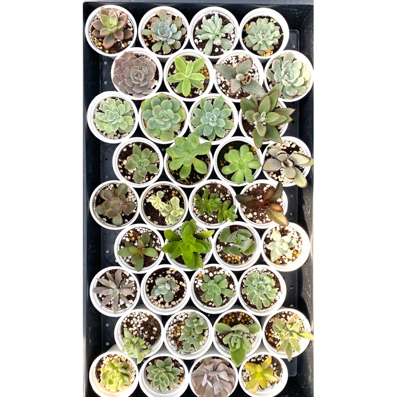 碧綠草園藝/多肉植物/2寸36個品種一組
