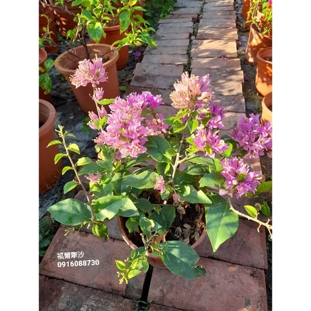 福爾摩沙 5吋盆