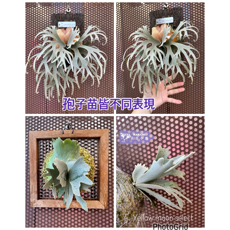 🌟P. Willinckii Yellow Moon spore🌟 台灣專業播胞苗 母株-wanna的橘牌黃月孢子苗