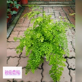 初花農場1店|鐵線蕨|5寸盆|觀��葉植物|適合種植低水照環境｜～特價160