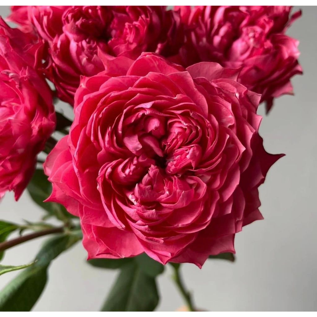 覆盆子茱莉亞塔 JULIETA RASPBERRY 玫瑰花 / 6吋盆扦插苗 / 植株盆栽 | 蝦皮購物