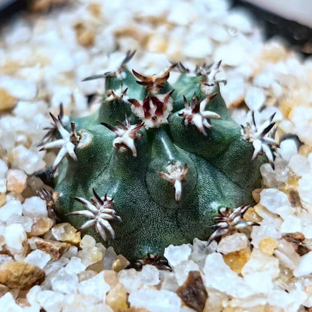 MC多肉植物自根短豪刺青花蝦仙人球綠植盆栽室內陽台| 蝦皮購物