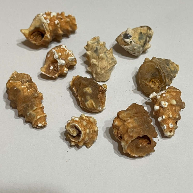 珍品 憧れ 螺化玉 螺化石