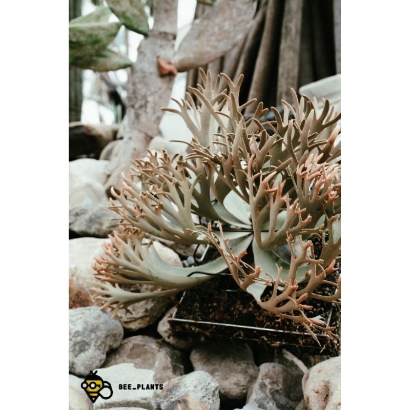 P.willinckii ’Nano’ spore　7 Platycerium willinckii 'Nano' sporelings | website