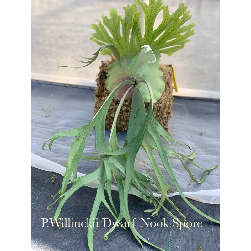 🌱愛客森🌱 P.Willinckii Dwarf Nook Spore 鹿角蕨