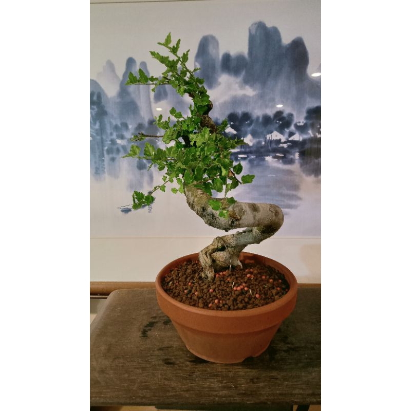 464G 小葉竹葉石朴~超扭轉盆景~10幾年樹齡~素燒盆~桌上盆景~陽台盆栽