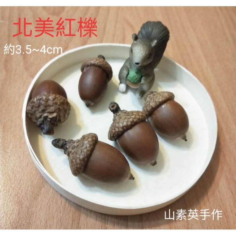 天然殼斗科種子-北美紅櫟/加洲黑櫟/手作收藏、拍照素材 | 蝦皮購物