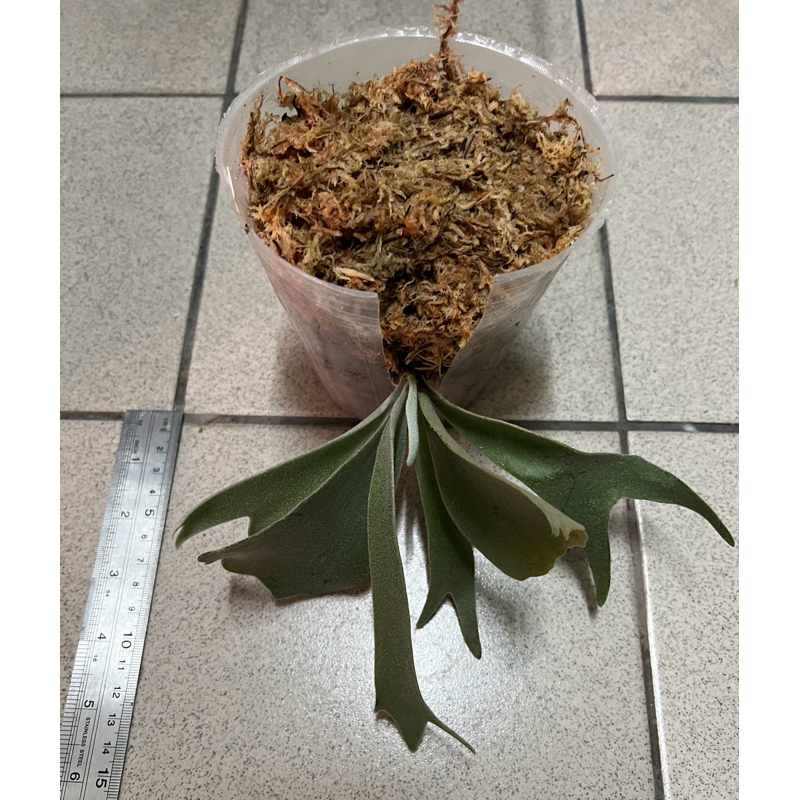 鹿角蕨P.Willinckii cv moonlight (爪哇月光) | 蝦皮購物 鹿角蕨P.Willinckii cv moonlight (爪哇月光) | 蝦皮購物