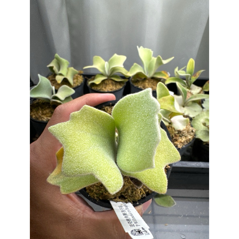 威廉· 波奇鹿角蕨孢子苗P. Willinckii cv. Bogie sp 神鹿稀有 威廉· 波奇鹿角蕨孢子苗P. Willinckii cv. Bogie sp 神鹿稀有