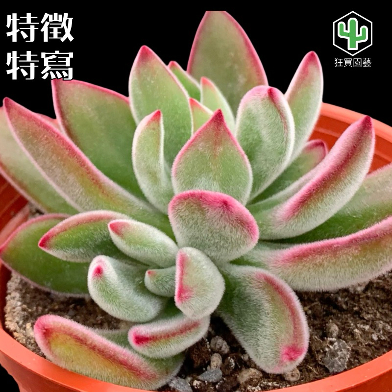 狂買園藝] 多肉植物紅輝壽（錦晃星） 3寸盆/小品盆栽/仙人掌/送禮小物