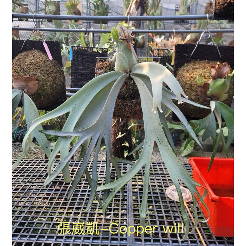 選抜】P.Willinckii 'Copper will' spore3株付き 植物/文青風/室內室外