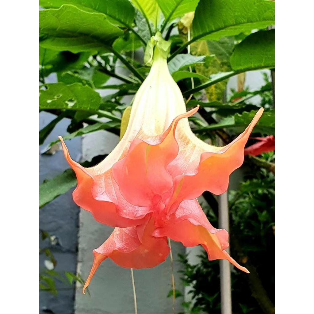 新采摘【曼陀羅花種子】曼陀羅花籽大花曼陀羅重辦曼陀羅四季開花年年