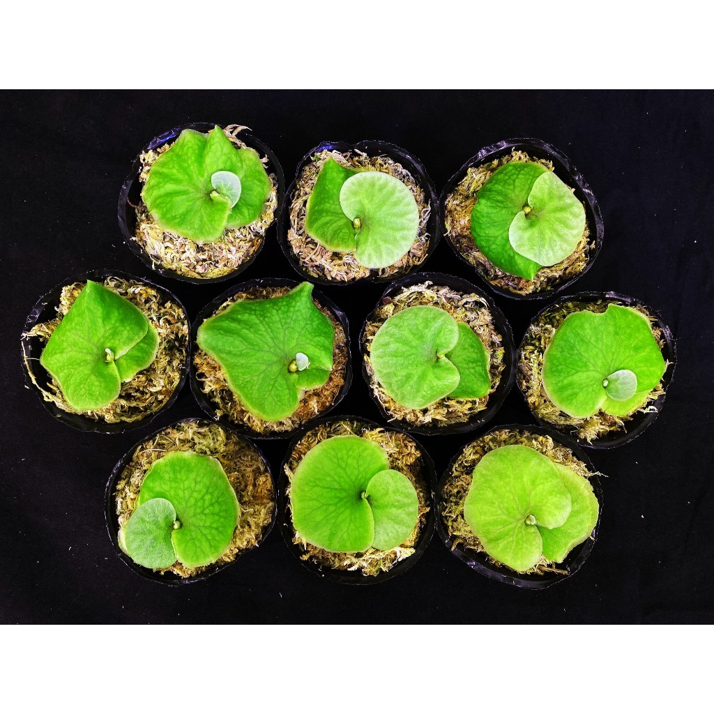 侏儒銀葉亞猴-P.Ridleyi dwarf silver 鹿角蕨侏儒亞猴迷你亞猴
